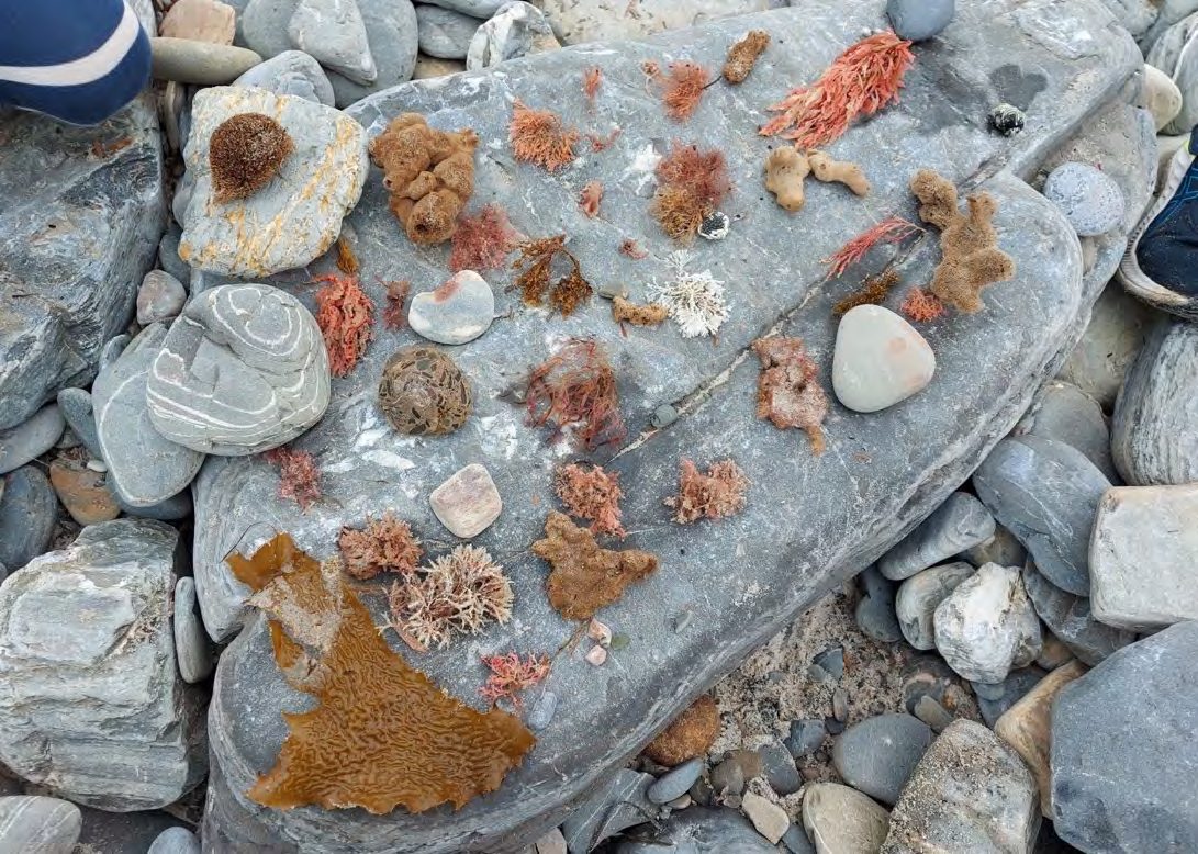 Red yarn fragments and sea sponges laid on a flat coastal rock