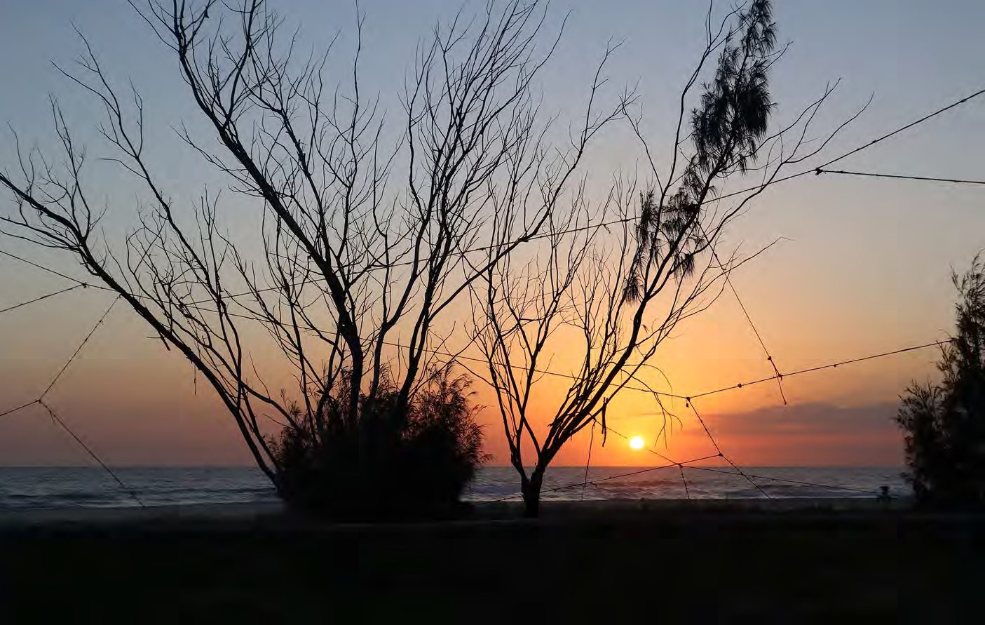 Red yarn lines across bare trees at sunset over the ocean
